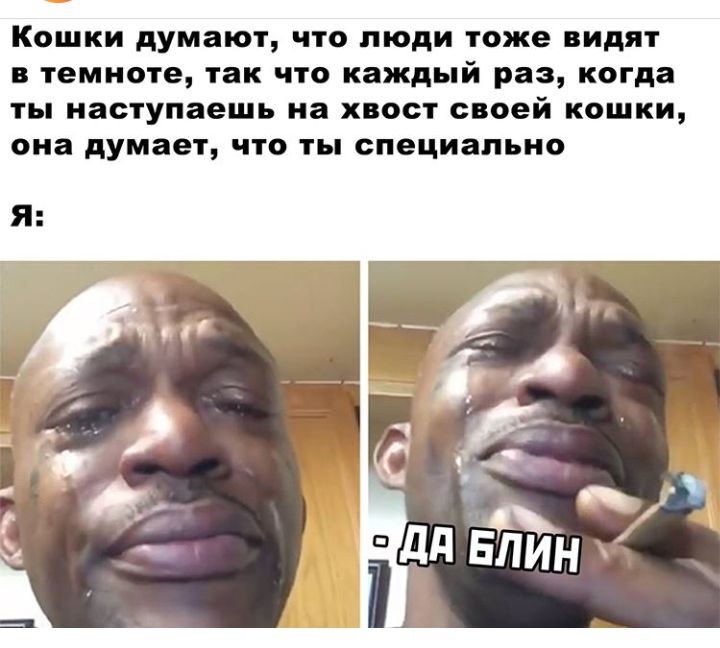 Кошки думают что люди тоже видят в темноте так что каждый раз когда ты наступаешь на хвост своей кошки она думает что ты специально
