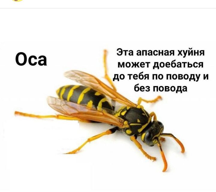 Эта апасная хуйня может доебаться до тебя по поводу и без повода