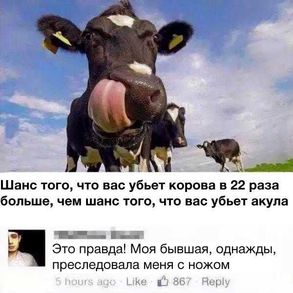 Ж Шанс того что вас убьет корова в 22 раза больше чем шанс того что вас убьет акула г і Это правда Моя бывшая однажды преследовала меня с ножом