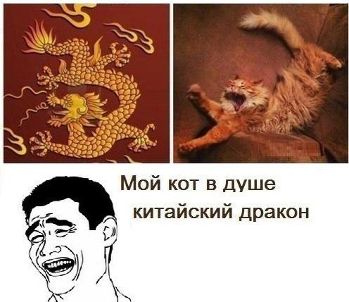 М й кот в душе китайский дракон