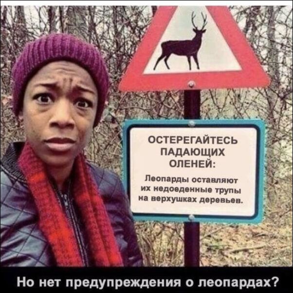 ОСТЕРЕГАЙТЕСЬ ПАДАЮЩИХ ОЛЕНЕИ Леопарды остввпяют их индовд ииыо трупы на верхушках деревьев Но нет предупреждения о леопардах