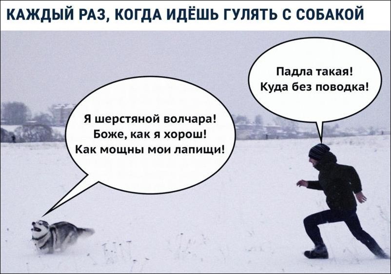 КАЖДЫЙ РАЗ КОГДА ИДЁШЬ ГУЛЯТЬ С СОБАКОЙ Падла такая Куда без поводка я шерстяной волчара Боже как я хорош Как мощны мои лапищи