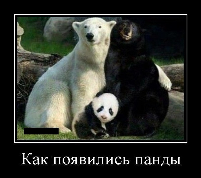 Как появились панды