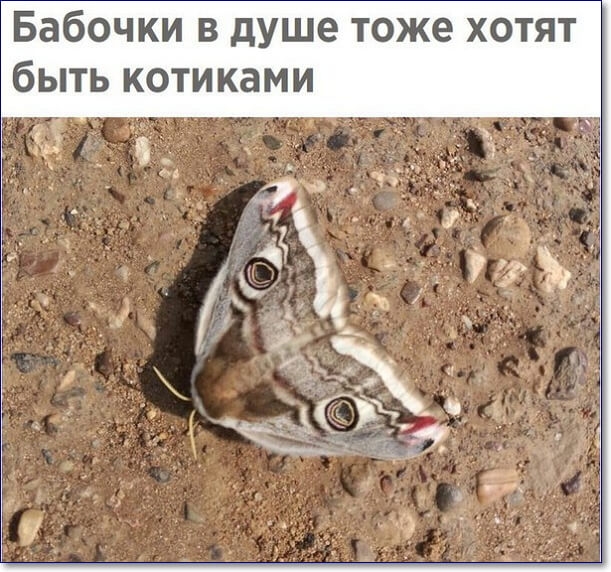 Бабочки в душе тоже хотят быть котиками А