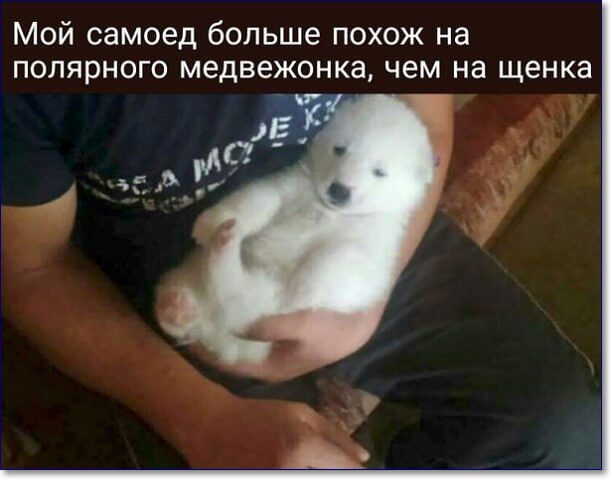 Мой самоед больше похож на полярного медвежонка чем на щенка