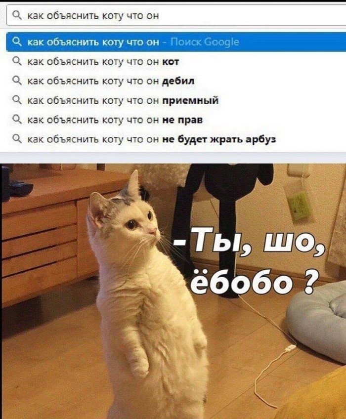 как ОБЪЯСНИТЬ КОТУ ЧТО ОН как объяснить коту что он Полк осаде как ОбЪЯСНИТЬ КОТУ ЧТО ОН КОТ как объяснить коту что он дебил как объяснить коту что он приемный как объяснить коту что он не прав как объяснить коту что он не будет жрать арбуз