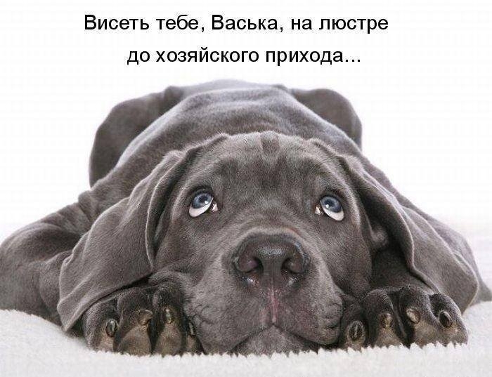Висеть тебе Васька на люстре до хозяйского прихода