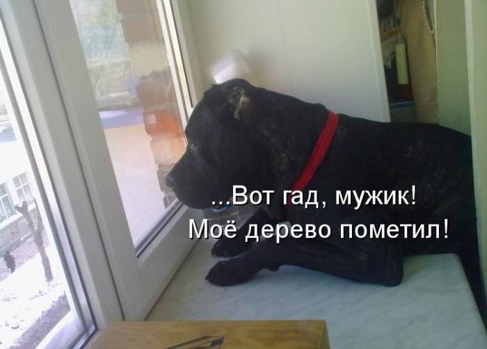 _ __Зот гад мужик Йрётдерево пометил