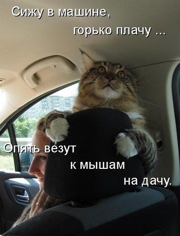 кмышам и на дачу
