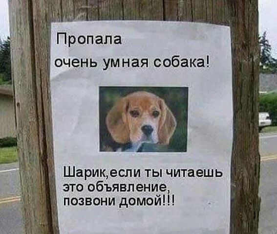 Ё Пропала очень умная собака Шарикесли ты читаешь это объявление позвони домой