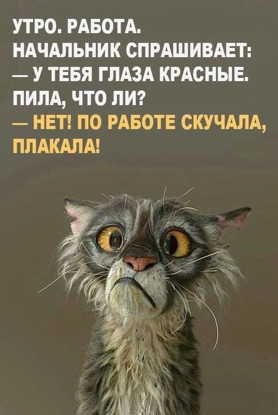 УТРО РАБОТА НАЧАЛЬНИК СПРАШИВАЕТ У ТЕБЯ ГЛАЗА КРАСНЫЕ ПИПА ЧТО ЛИ НЕТ ПО РАБОТЕ СКУЧАЛА ППАКАЛА