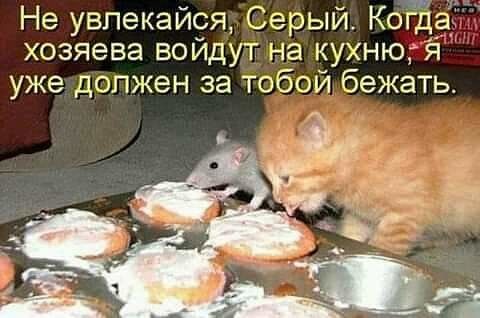 Не увлекайся Серый Когда хозяева войдут на кухню я уже должен за тобой бежать