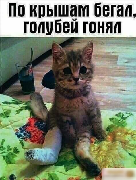 по крышам бегал голубем гоянп