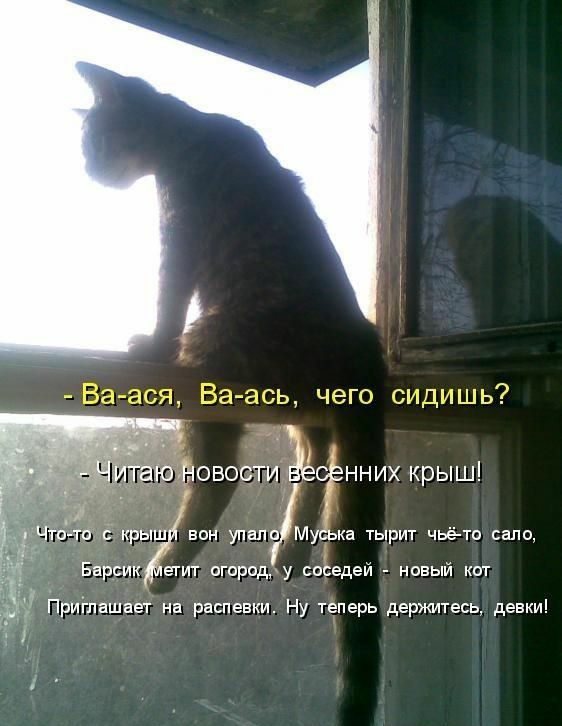 то крыш вон упало Муська тырит чьё то сало Барсик етит огороду соседей новый кот Приіпашает на распевки Ну теперь держитесь девки