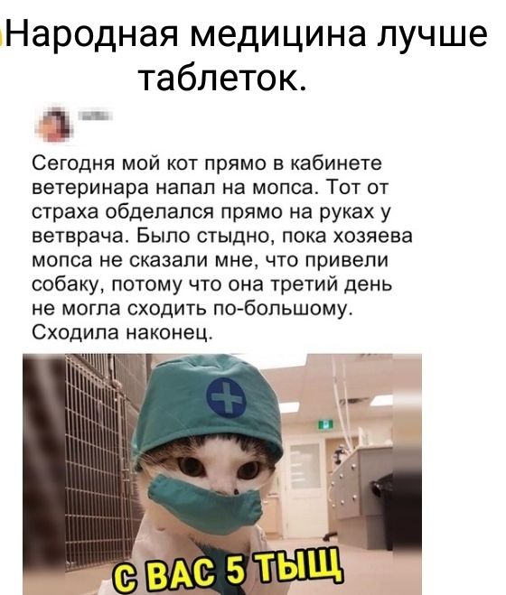 Народная медицина лучше таблеток Сегодня мой кот прямо в кабинете ветеринара напал на мопса Тот от страха обдепался прямо на руках у ветврача Было стыдно пока хозяева мопса не сказали мне что привели собаку потому что она третий день не могла сходить побольшому Сходила наконец