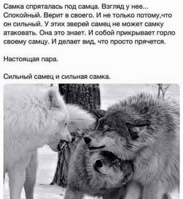 Самка спрятались под самца Взгляд у ива Спакпйный Верт в сдает и на только тмумю ои силыи у этих зверей самвц не мы самку заковать Ока это знает и собой прикрывает горю своему самим и делает вид что просто прячется Нацгонщик пари Сильный самец и сил ини самки
