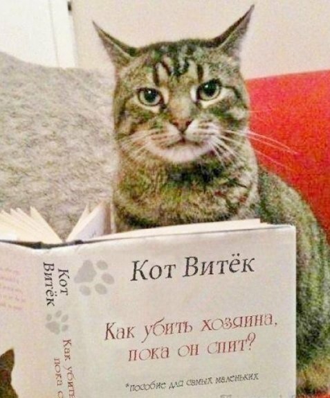 Кот Витёк Кт убить хочит ники он спит гкцхтис мд
