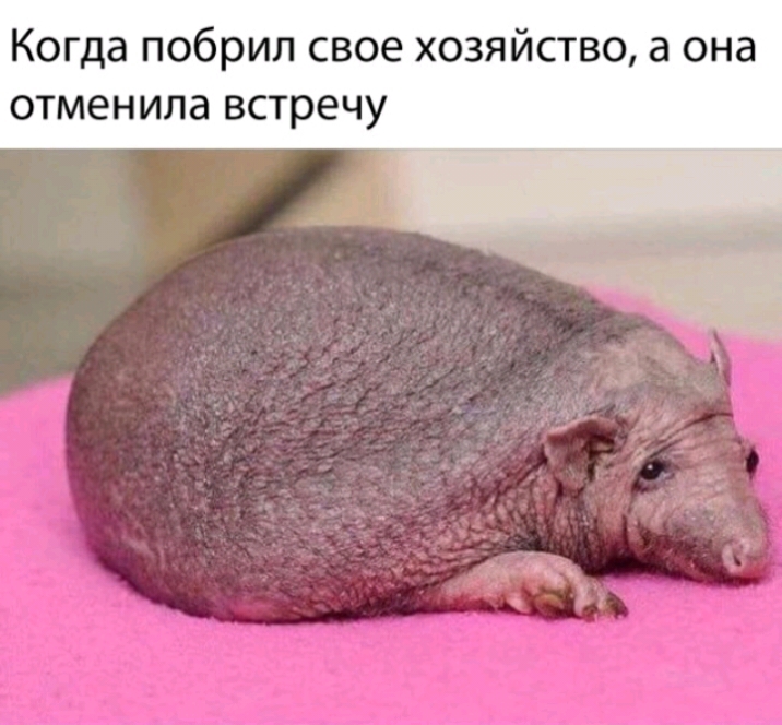 Когда побрил свое хозяйство а она отменила встречу