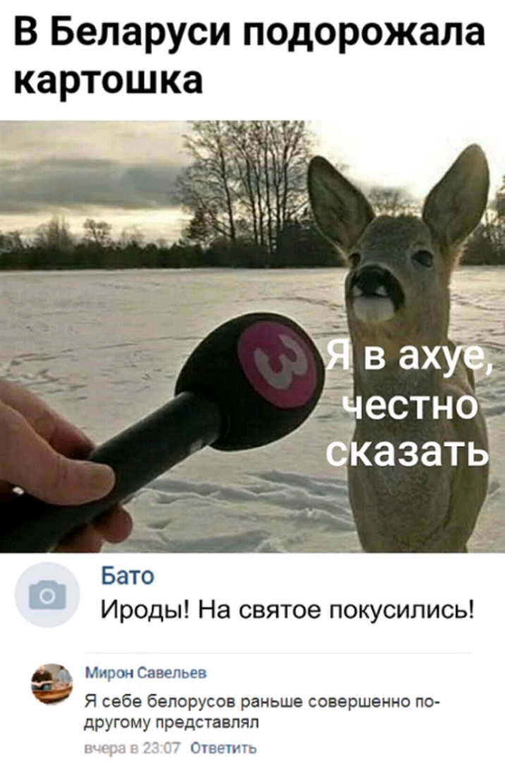 В Беларуси подорожала картошка Ироды На святое покусились Мити Саняльен Я себе белорусов раньше совершенно по другому представлял ТЭЧ