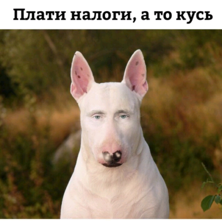 Плати налоги а то кусь
