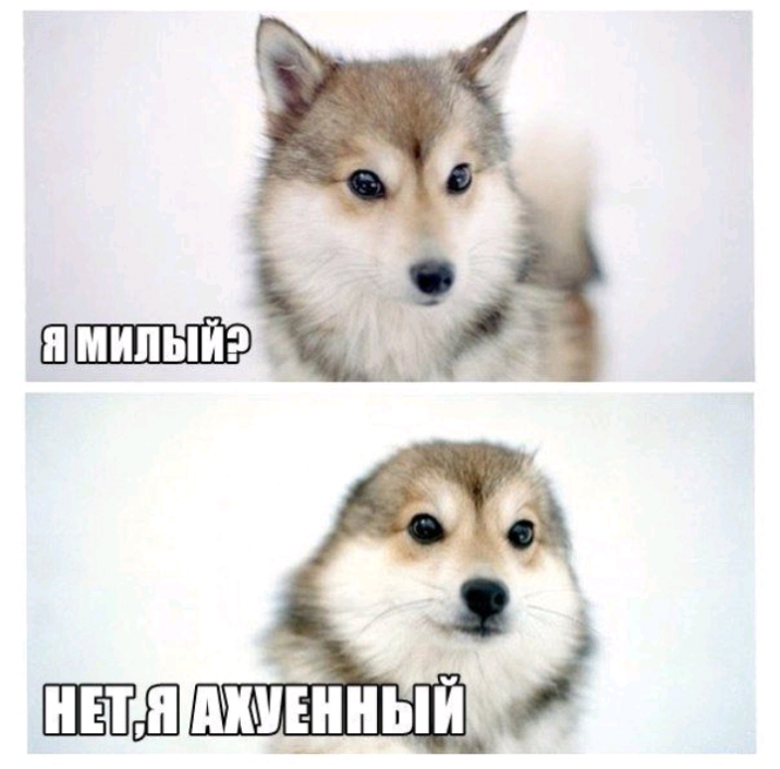 ШПД