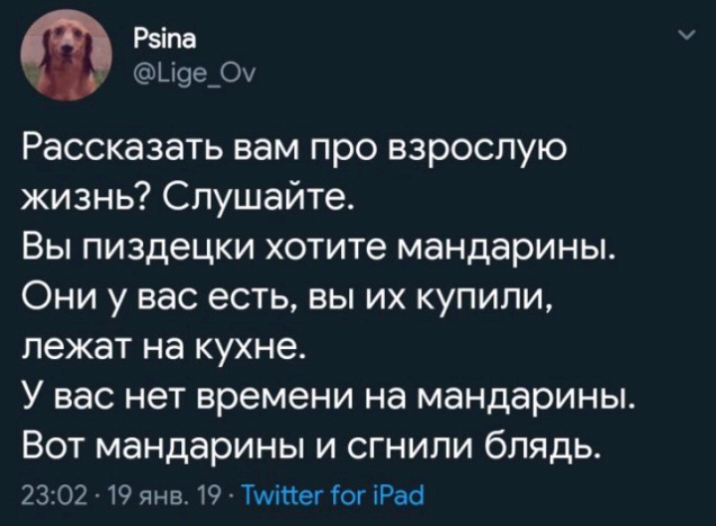 Рзіпв Ц9е_О Рассказать вам про взрослую жизнь Слушайте Вы пиздецки хотите мандарины Они у вас есть вы их купили лежат на кухне У вас нет времени на мандарины ВОТ мандарины И СГНИЛИ бЛЯдЬ 2302 19 янв19Тшіпег1огіРаа