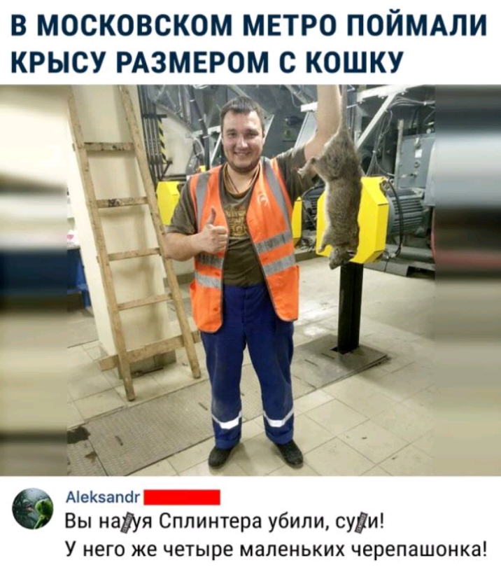 В МОСКОВСКОМ МЕТРО ПОЙМАПИ КРЫСУ РАЗМЕРОМ С КОЩКУ Ае5апіг Вы наіУя Сппинтера убили суіи У него ЖЕ четыре маленьких черепашонка