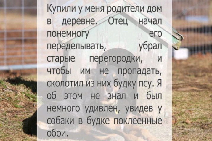 Купили у меня родители дом в деревне Отец начал понемногу его переделывать убрал старые перегородки и чтобы им не пропадать сколотил из них будку псу Я об этом не знал и был немного удивлен увидев у собаки в будке поклеенные обои