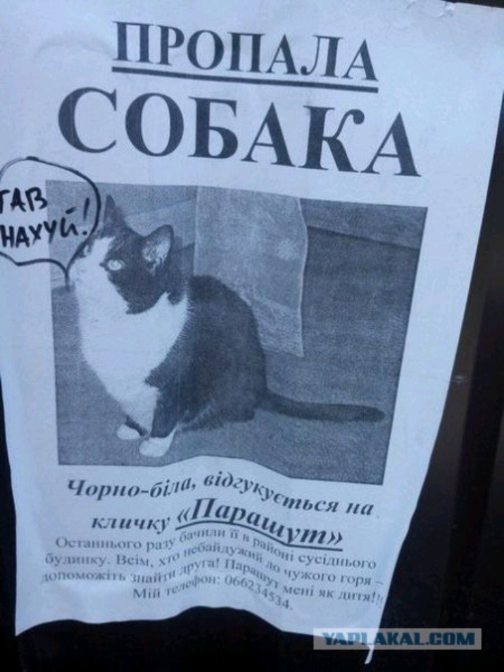 11 1 _ Чннп ні ты я ни ищю