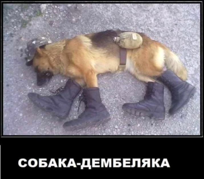 СОБАКА дЕМБЕЛЯКА