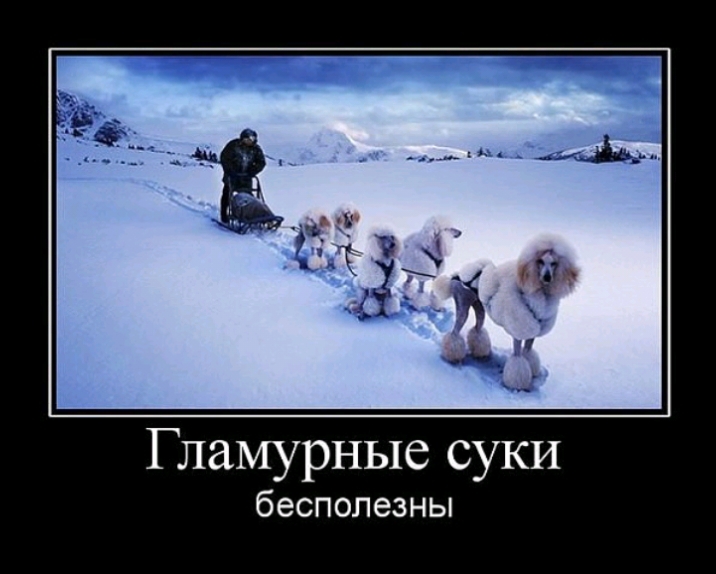 Гламурные суки бесполезны