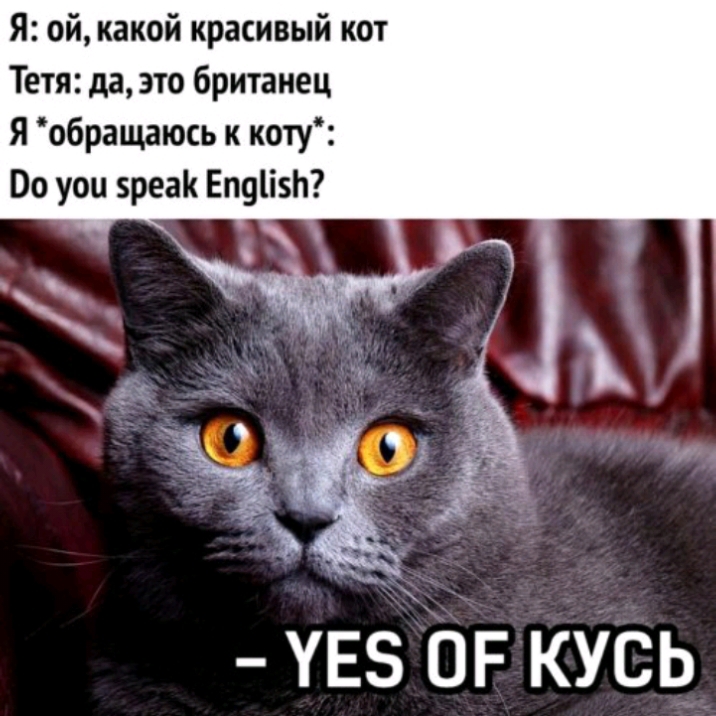 Я ой какой красивый кот Тетя да это британец Я обращаюсь к коту По уои вреак ЕпуііэЬ УЕЗ ОР КУСЬ