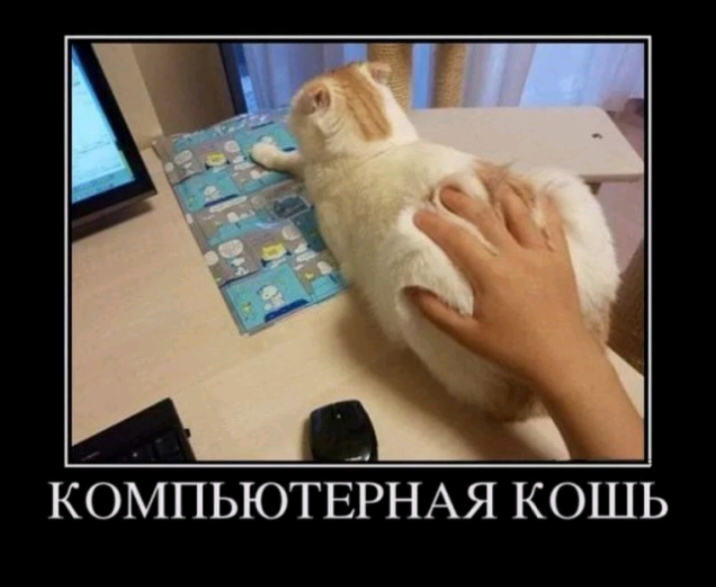 КОМПЬЮТЕРНАЯ КОШЬ