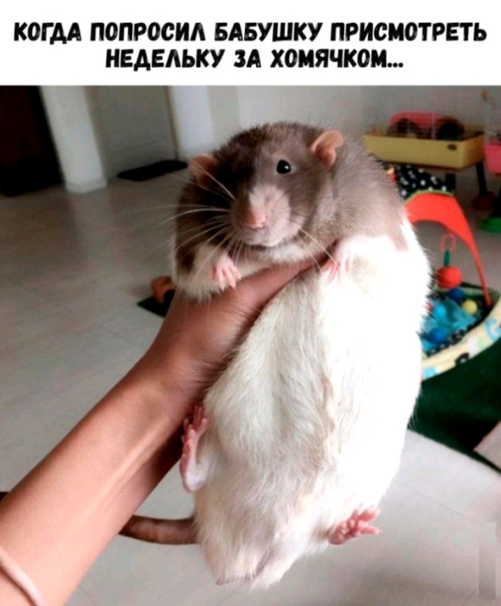 КОГДА ПОПРОСИА БАБУШКУ ПРИСМОТРЕТ Ь НЕАЕАЬКУ ЗА ХОМЯЧКОМ
