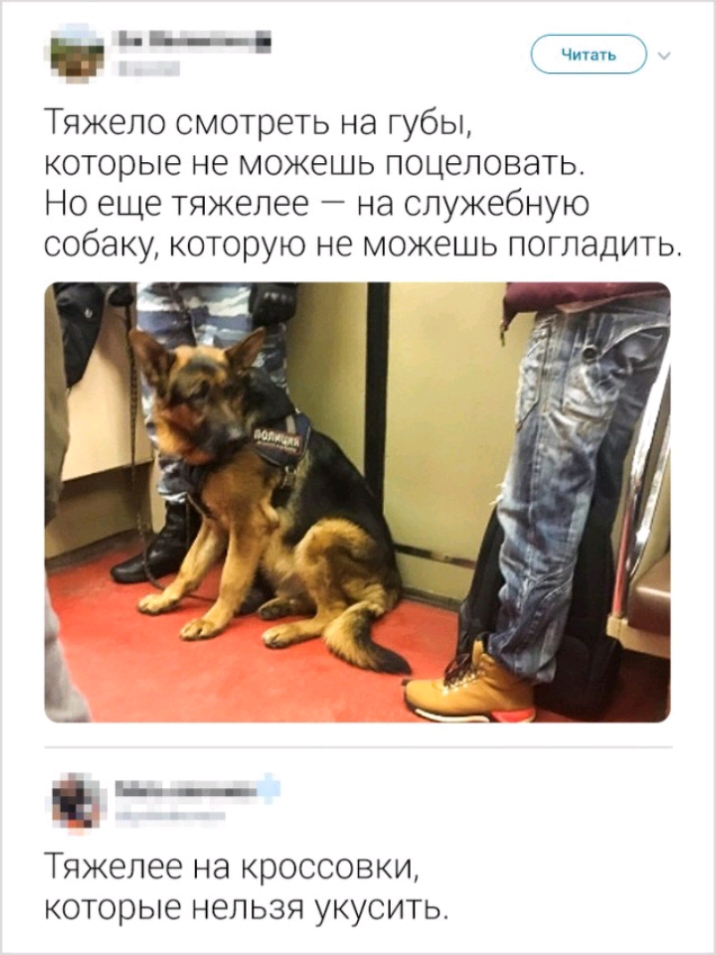 в 50 _ Чип Тяжело смотреть на губы которые не можешь поцеловать Но еще тяжелее на служебную собаку которую не можешь погладить Тяжелее на кроссовки которые нельзя укусить