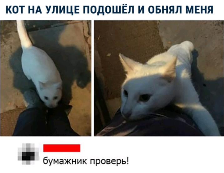 КОТ НА УЛИЦЕ ПОДОШЁЛ И ОБНЯП МЕНЯ _ бумажник проверь