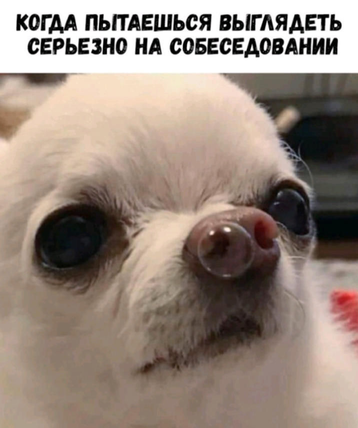 КОГДА ПЬПАЕШЬСЯ ВЫГАЯАЕТЬ СЕРЬЕЗНО НА СОБЕСЕДОВАНИИ т