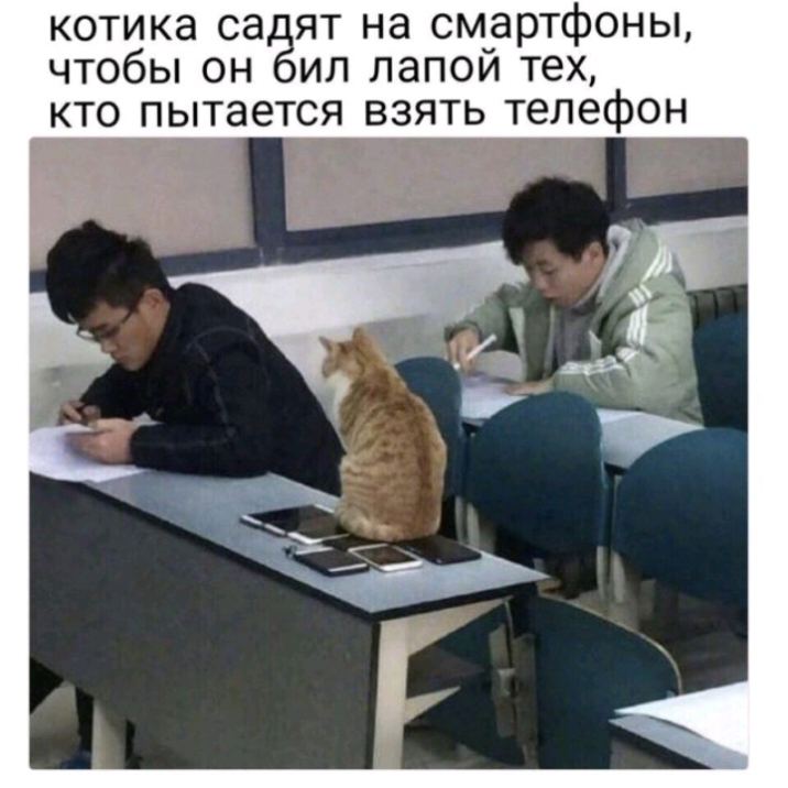 котика саёят на см_артфоны чтобы он ип лапои тех кто пытается взять_ телефон за _ а