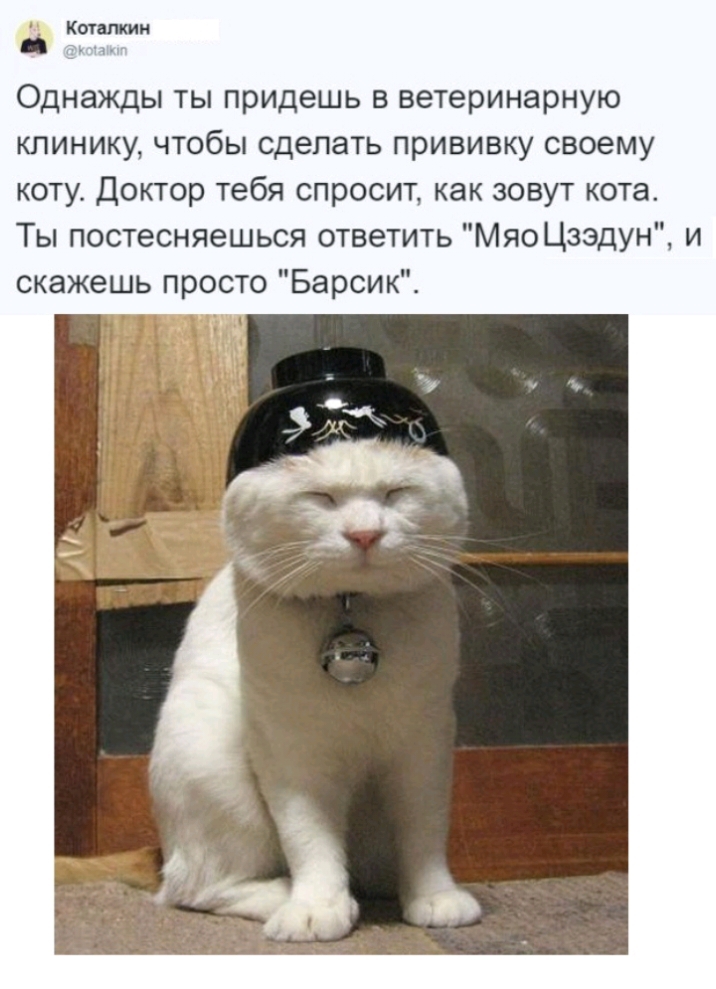 Котвлкии чг Однажды ты придешь в ветеринарную клинику чтобы сделать прививку своему коту Доктор тебя спросит как зовут кота Ты постесняешься ответить МяоЦзэдун и скажешь просто Барсик