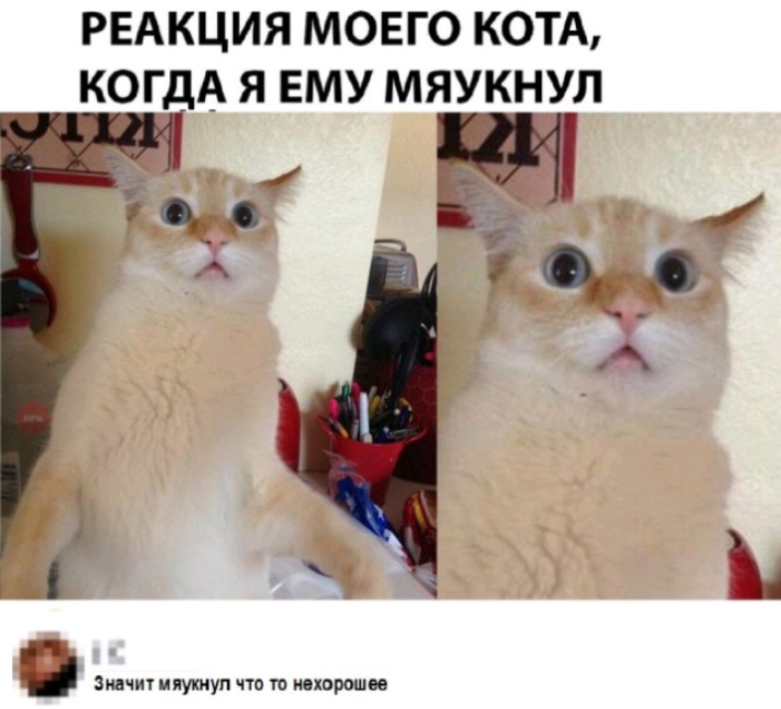 РЕАКЦИЯ МОЕГО КОТА КОГДА Я ЕМУ МЯУКНУЛ