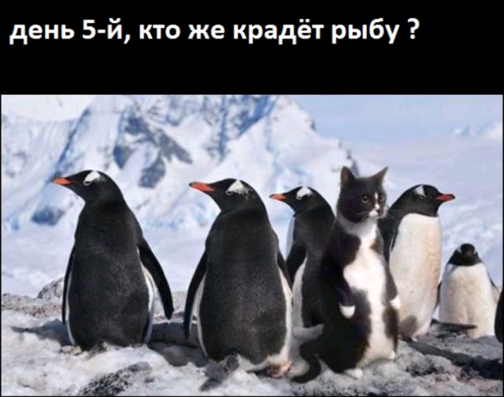 день 5 й кто же крадёт рыбу