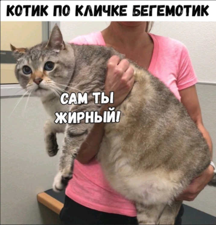 КОТИК ПО КАИЧКЕ БЕГ ЕМОТИК Ж еАщты 3