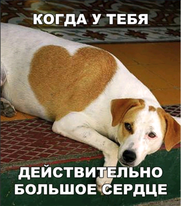 КОГДА У ТЕБЯ действитдгйьно БОЛЬШОЕчСЕРдЦЕ
