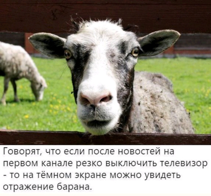 Говорят что если после новостей на первом канале резко выключить телевизор то на тёмном экране можно увидеть отражение барана