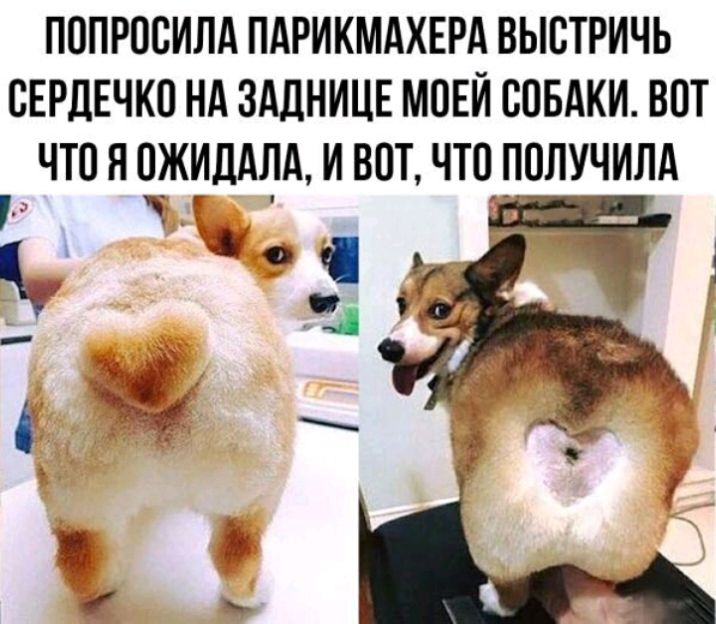 ПОПРОСИЛА ПАРИКМАХЕРА ВЫСТРИЧЬ СЕРДЕЧКО НА ЗАДНИЦЕ МОЕЙ СОБАКИ ВОТ ЧТО Я ПЖИДАЛА И ВПТ ЧТО ПОЛУЧИЛА дт Щ