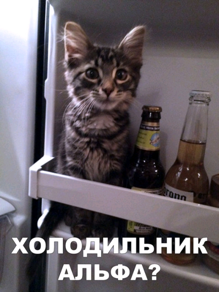 31 А 1 54 3 _ Ъ хойъ ьник ЗАЛЬФА