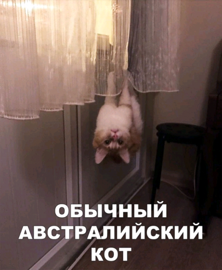 овычный АвстРАлийский кот