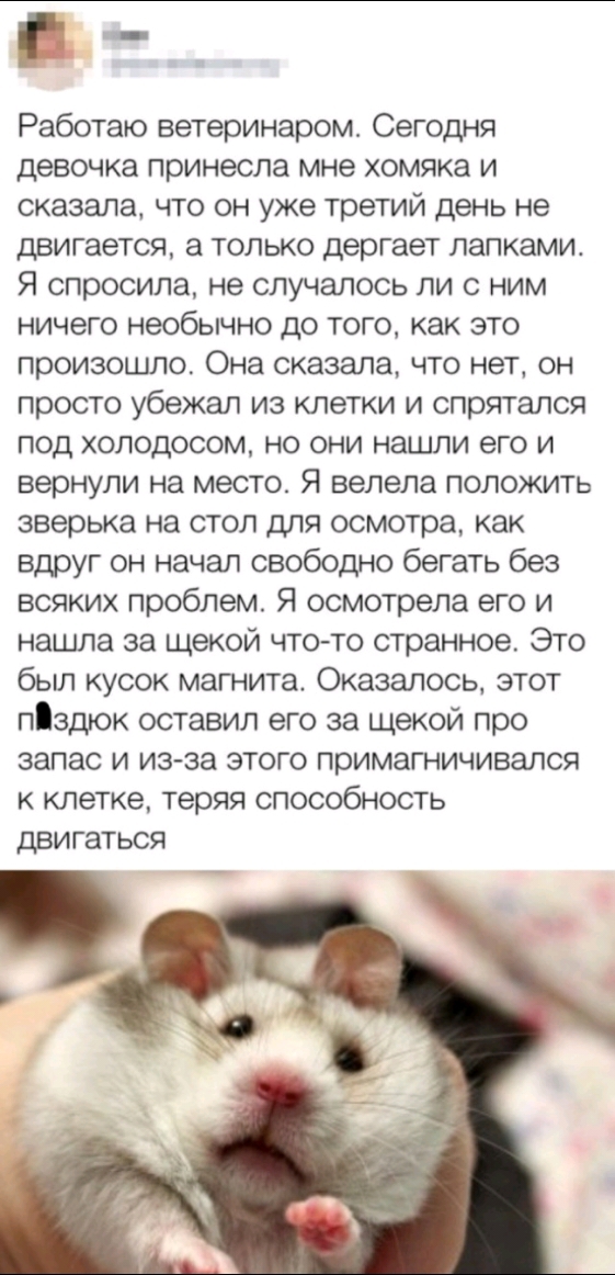 Гі Работаю ветеринаром Сегодня девочка принесла мне хомяка и сказала что он уже третий день не двигается а только дергает лапками Я спросила не случалось ли с ним ничего необычно до того как это произошло Она сказала что нет он просто убежал из клетки и спрятался под холодосом но они нашли его и вернули на место Я велела положить зверька на стол для осмотра как вдруг он начал свободно бегать без в