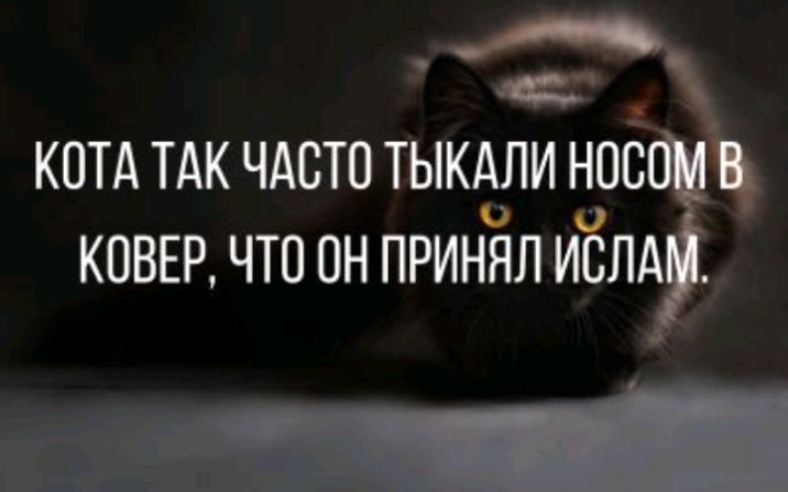 КОВЕР ЧТО ОН ПРИНЯЛ ИЁЛА _ КОТА ТАК ЧАСТО ТЫКАЛИ нос