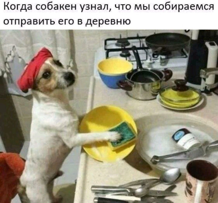 Когда собакен узнал что мы собираемся отправить его в деревню